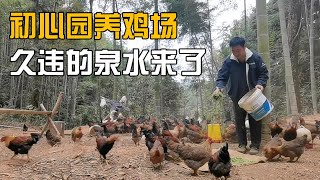 初心园养鸡场山泉水终于又来了，三农人不易投资那么多会不会亏本【海派小娄娄】