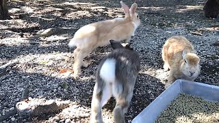 Rabbit rushing at full speed | Fight