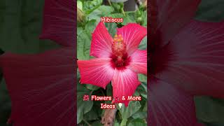 Hibiscus 🌺 Flowers 🌺 \u0026 More Ideas 💡