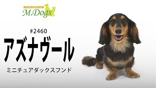 ペットモデル#2460 ミニチュアダックスフンド「アズナヴール」②