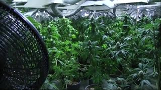 Pct. 5 marijuana grow house bust