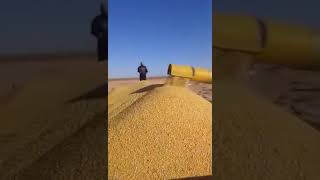 #فلاحة 🇩🇿 | إنطلاق حملة حصاد الذرة الصفراء 🌽 بولاية #أدرار تحث إشراف الديوان الوطني لتغذية الأنعام.