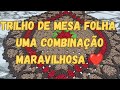 TRILHO DE MESA FOLHA. UM ARRASO DE COMBINAÇÃO ❤️