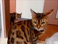 ベンガル猫ラティアス＆マーズママ猫にも野次馬がいるんです