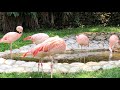 phoenicopterus 4k 觀察紅鶴