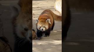 20250102おでこの癖が謎なソラちゃん #レッサーパンダ #羽村市動物公園 #ヒノトントンzoo #ソラ #redpanda