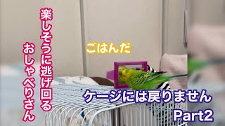 ケージに戻りたくないインコ🦜おしゃべりしながら楽しそうに逃げ回る姿がかわいい【セキセイインコ】