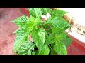 නයිමිරිස් වගාව nai miris wagawa scotch bonnet cultivation new method