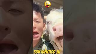 Cuando el animal es idéntico ati #shortviral #humor #animal #idéntico #elshowdemisael #comedy #vacas