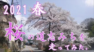 2021桜の道志みちを走ってみた。