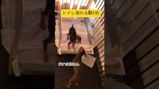 #minipin #ミニチュアピンシャー #可愛い犬 #可愛い犬動画 #やめろやシリーズ #やめろややめろややめろや #ミニピンは破壊神