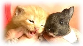 子猫も子ウサギも分け隔てなく育てる母猫にホッコリ【心温まる話】