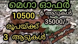 മെഗാ ഓഫർ ആടുകൾ വിലക്കുറവിൽ ആടു കർഷകർക്ക് ന്യായമായ വിലയിൽ  ആടുകളെ വാങ്ങാം ,.. വിൽക്കാംവീഡിയോ കാണൂ ...