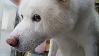 【秋田犬げんき】朝の動き出しが鈍い飼い主を待つ【akita dog】