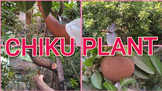 PRUNING SAPOTA / CHIKU PLANT IN A POT.