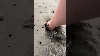 These Really Live Under The Sand Shorts