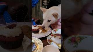 meiko的生活日記 白 しばいぬ White Shiba Inu 하얀색 시바 이누 2023年4月26日 台中 英。老鎮玫瑰茶館 Drury tea 下午茶