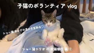 ［子猫のボランティアvlog］シャー猫、おひざの温もりを知る／「おかか」&「たらこ」との距離がグンと近づいた12月・1月／シャー猫トリオの家猫修行②