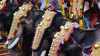 Elephants Enjoying  Music (Melam)