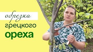 ФОРМИРОВКА и ОБРЕЗКА грецкого ореха