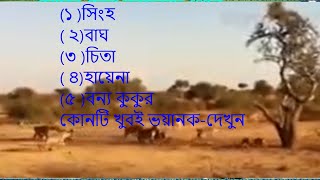 (১ )সিংহ ( ২)বাঘ (৩ ) চিতা ( ৪) হায়েনা ( ৫ )বন্য কুকুর, কোনটি খুবই ভয়ানক-দেখুন hyeana vs lion