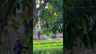 ស្រោចទឹកត្រកួន #shorts #agriculture #vegetables #water