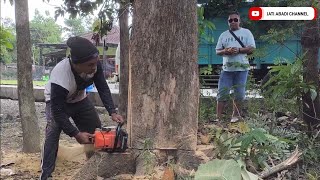 Exclusive: Extreme Giant Teak Tree Felling with Stihl MS 382 – Quite Precise and Powerful chainsaw!!