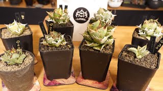 #065 【アガベ】11月に買った植物+α 全部紹介 購入金額 / Jade girl / 胖鯨