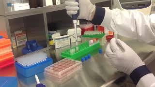 Altogen Biosystems In Vitro MDA-MB Transfection Tutorial