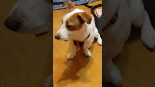 腳腳越來越開 #傑克羅素㹴 #jackrussellterrier