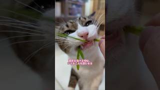 我が家では、3つの鉢のローテーションで猫草を育てて居ます。#猫草 #保護猫 #保護猫のいる暮らし #ネネ #メル #cat #cats #可愛いペット #動物