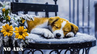 Wintertime Slumber ❄️ | Relax \u0026 Unwind with Gentle Dog Music 💤 | Relaxing Melodies for Anxious Pups