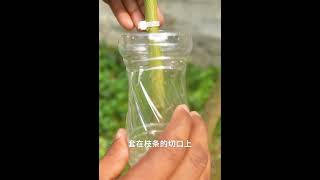 只用清水，也能讓樹枝生根，操作非常簡單，而且成活率高