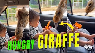 Giraffe Got Its Head Inside a Car as Baby and Mom Hand Feeds It