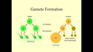 Gametes formation. Biology expert