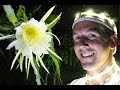 How to Hand Pollinate DRAGON FRUIT