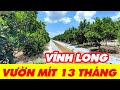 Vườn mít ruột đỏ 13 tháng tại Vĩnh Long