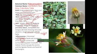 Flower Dissection :  Tridax  procumbans (Asteraceae) by Kiran Tak II year Practical Botany