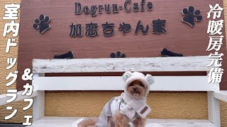 【vlog】愛犬家にオススメ‼️広すぎる室内ドッグラン&カフェ・加恋ちゃん家にお出掛け（マルプー）