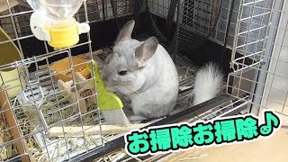 【チンチラ】お掃除覚えました・・・？！【こすけ】