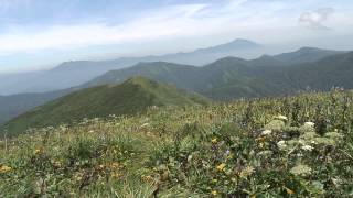 和賀岳 山頂のお花畑