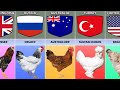 Chicken Breeds From Different Countries |comparison video |comparison data| Almas Data