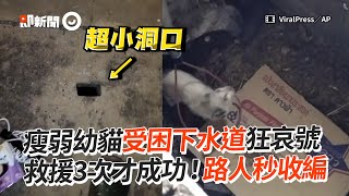 瘦弱幼貓困下水道狂哀號　緊急救援3次成功收編！｜泰國｜流浪貓｜動物救援