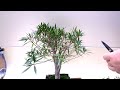 pruning my willow leaf ficus the bonsai zone dec 2021