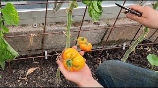 Ananas tomato | Have we finally found a tasty open pollinated yellow/orange tomato?