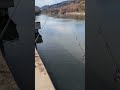 2025.1.5午後は人だらけでした！宇治川ブラックバス釣り！ 釣り fishing bassfishing