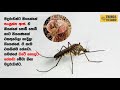 මදුරු‌වො මෙහෙමයි ලේ බොන්නේ... how do mosquitoes suck blood