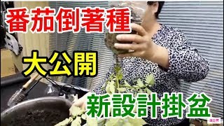 大公開番茄倒著種 新設計掛盆做法 不傷根 /愛迪先生