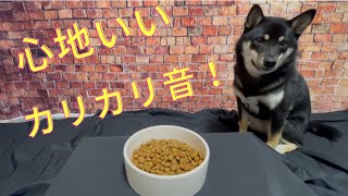 黒柴こはるASMRドッグフードのカリカリ音がたまらない！Koharu I can't get enough of the crunching sound of ASMR dog food!