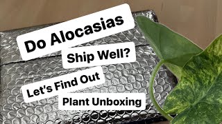 Plant Unboxing - Do Alocasia Ship Well? Alocasia Gageana from Lauren’s Leaves